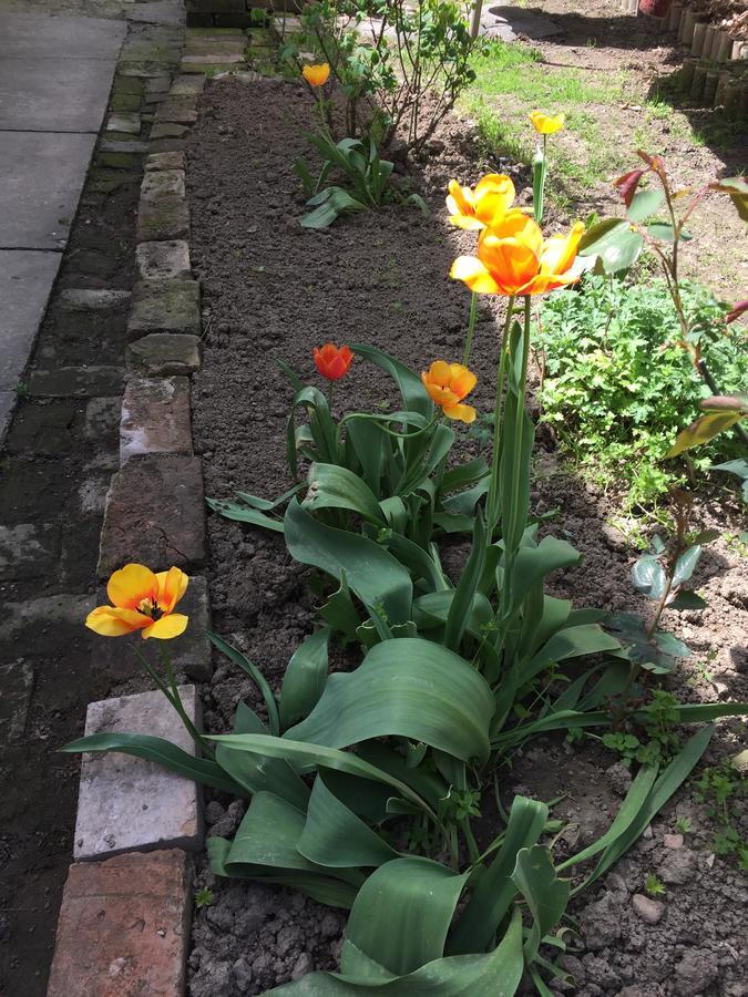 Crown Street Garden Studio Belgrado Esterno foto